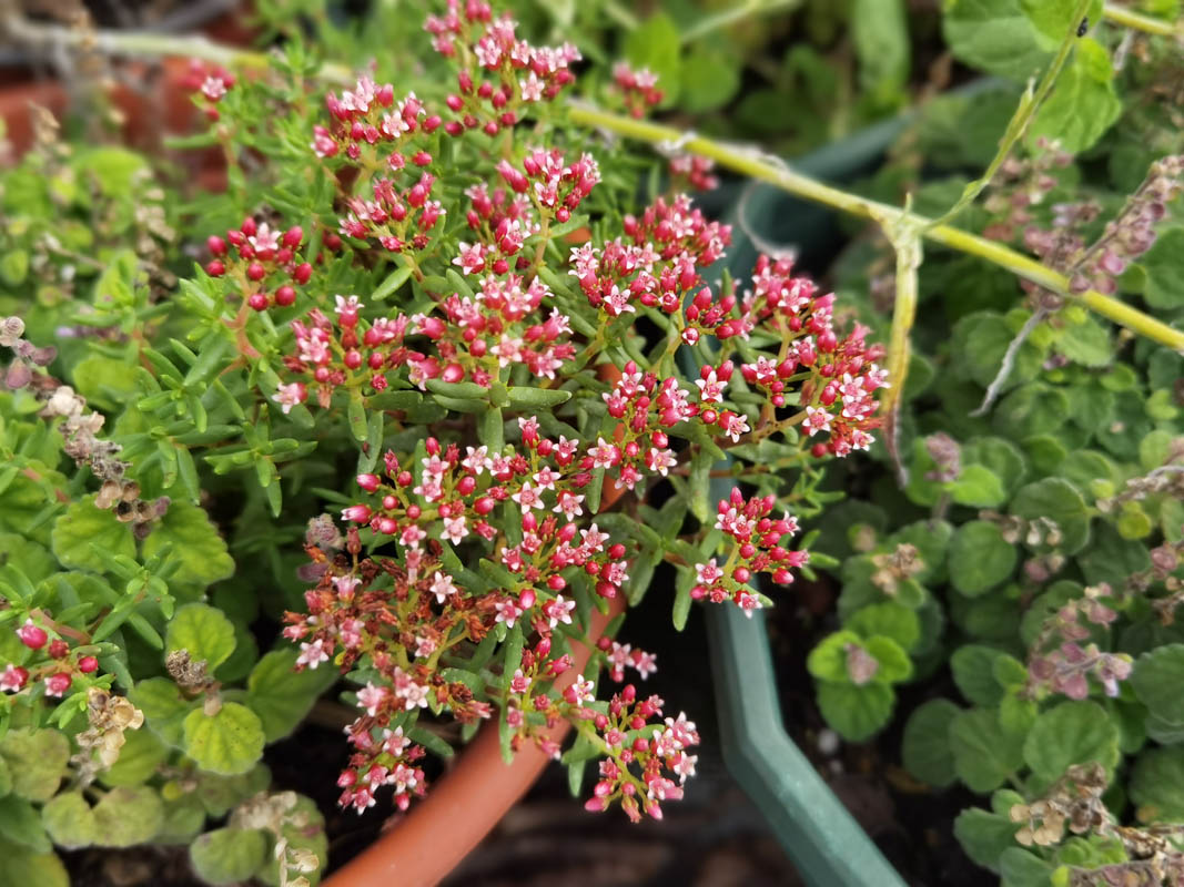Crassula sarcocaulis